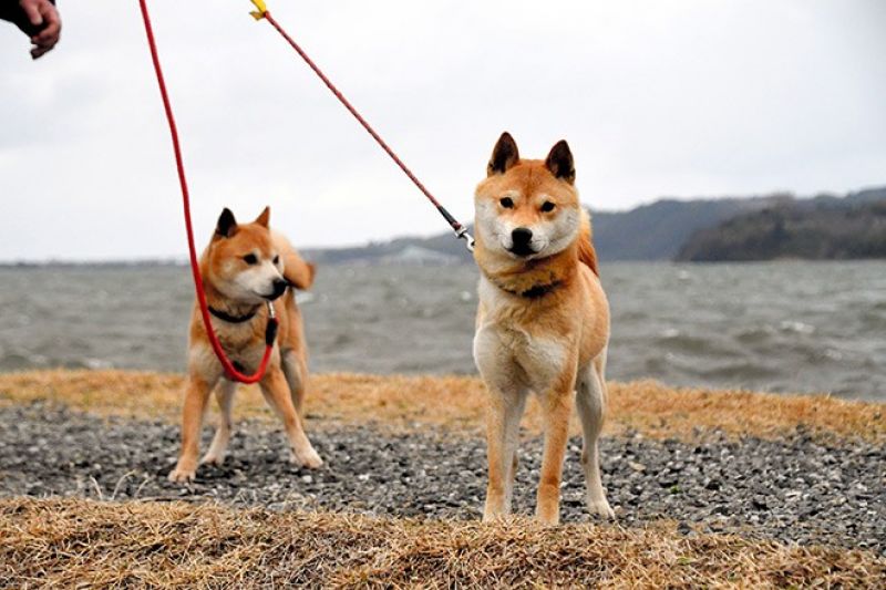 hành trình giải cứu giống chó Sanin Shiba khỏi tuyệt chủng hành trình giải cứu giống chó Sanin Shiba khỏi tuyệt chủng